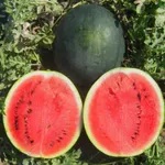 Фото Макс Плюс