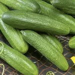 Фото Моніка F1