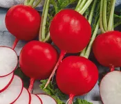 Фото Редис Дуро