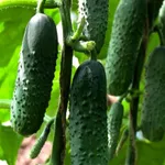 Фото Везунчик F1