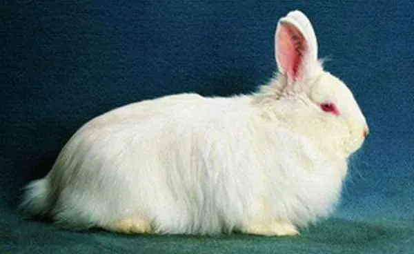 Швейцарська лисиця (лиса)