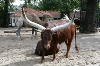 Фото Ватуссі