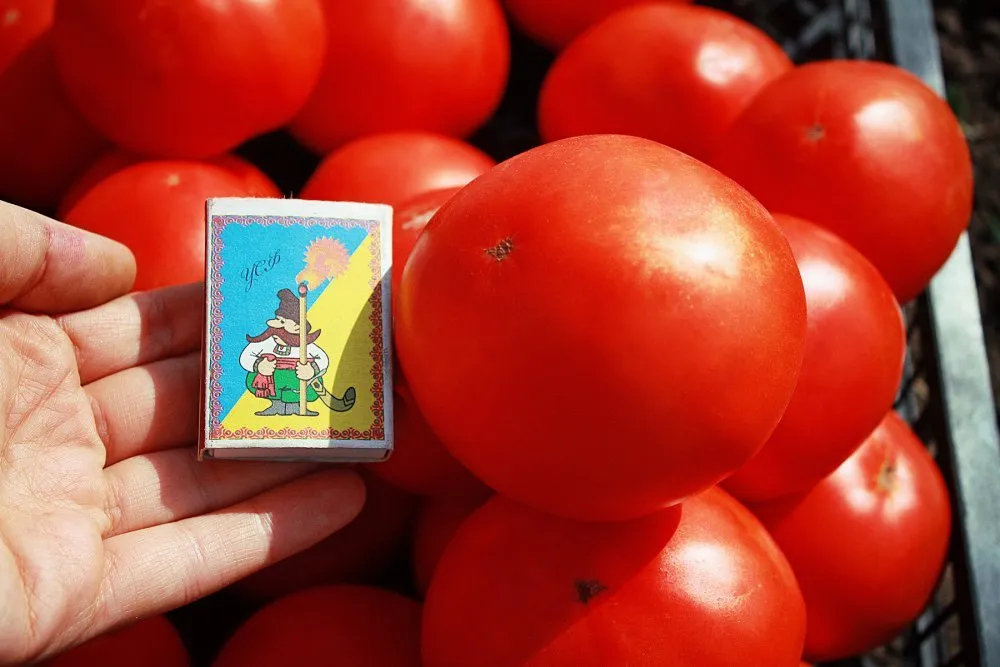 Арнольд F1 (INX 1577 F1)