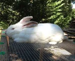 Алтекс (Altex)