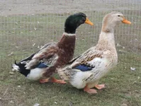 Фото Срібна Епплярд