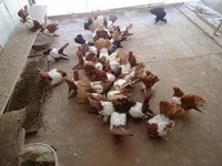 Фото Уральський статний