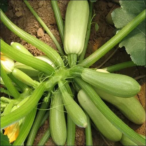 Карамболь F1 / Carambol F1