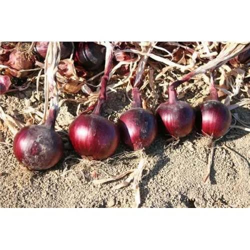 Ред Мун F1 (CRX 3741)