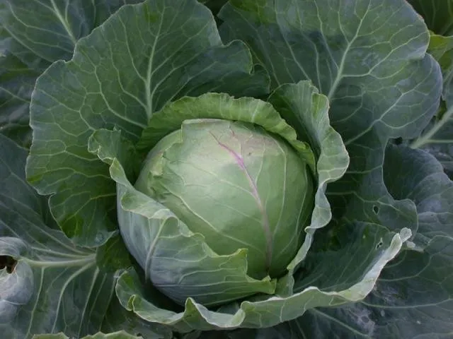 Слава Грибовськая 231