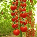 Фото Сомма F1 / Somma F1