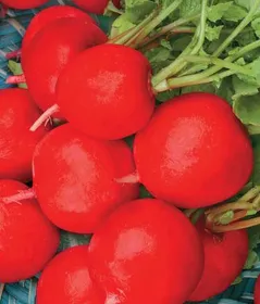 Сорти коренеплідних Редис Сакса