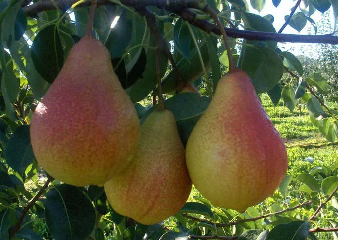 Кафедральна