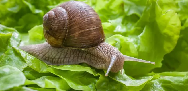 Виноградний равлик (Helix pomatia)