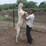 Фото Соятська