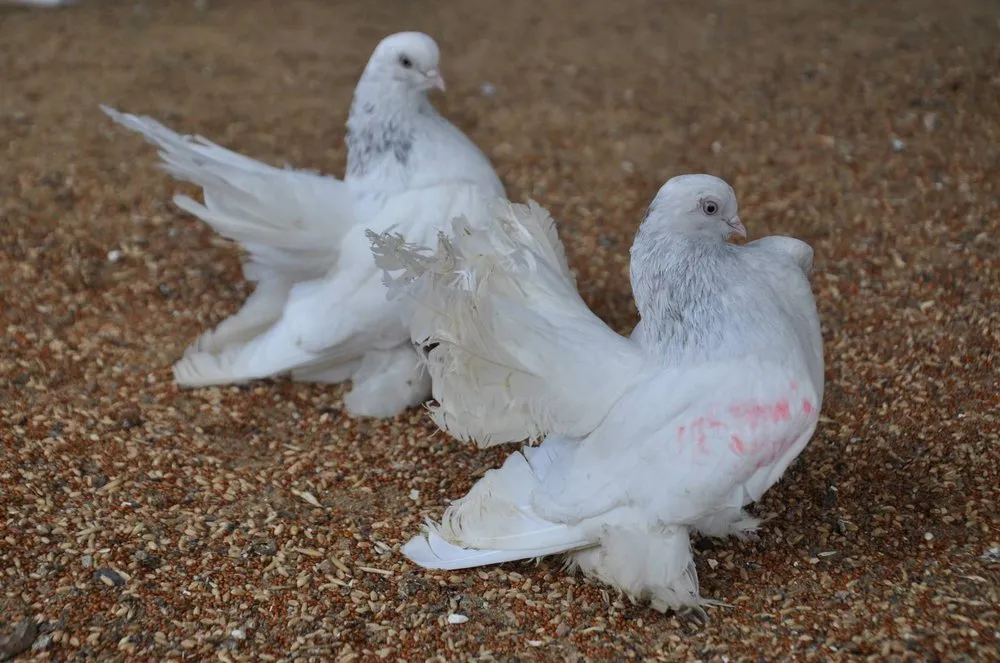 Ростовський Лебідь