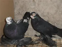 Фото Армавірський короткодзьобий космач