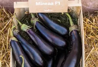 Фото Міледа F1 / Mileda F1