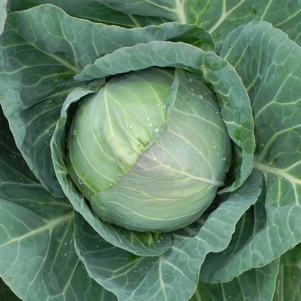 Ройал Вантаж F1 / Royal Vantage F1