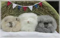 Фото Англійський Ангорський