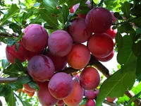 Фото Червоний шар