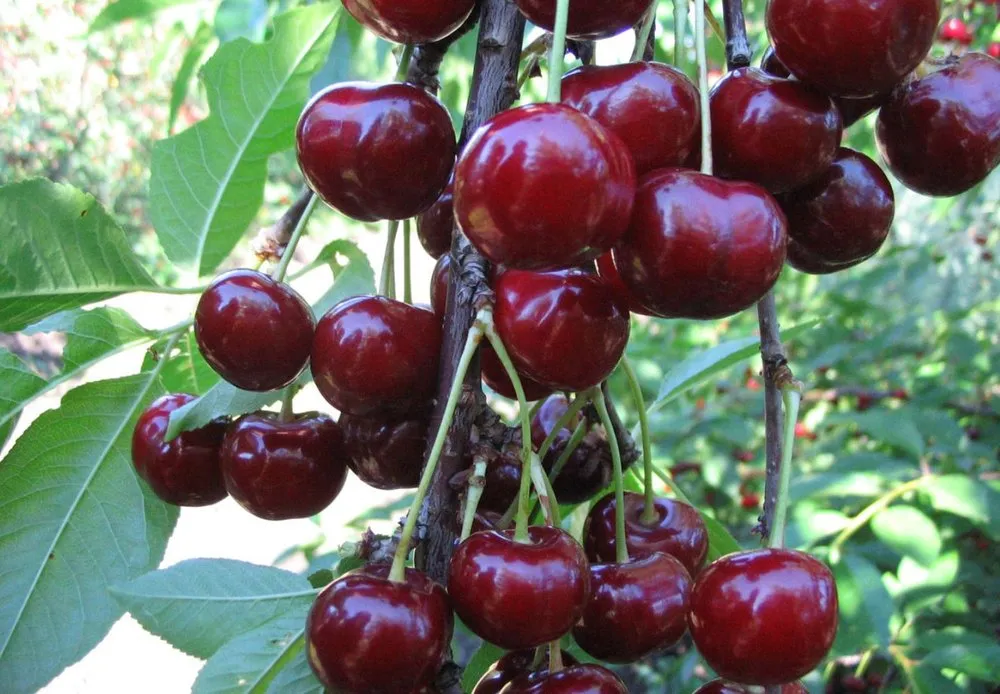 Чернокорка