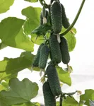 Фото Азарт F1