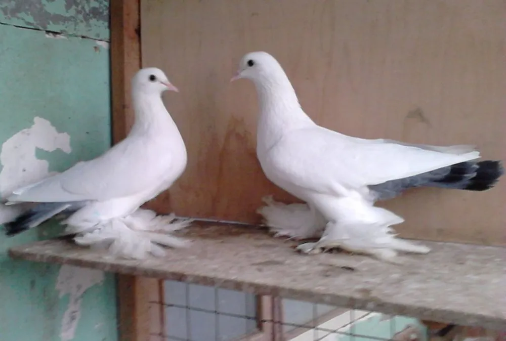 Тульська сорока