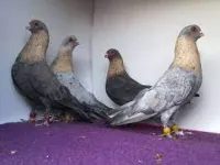 Фото Сирійський свіфт