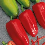 Фото Циган F1 / Gypsy F1