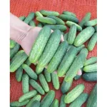 Фото Атомік F1