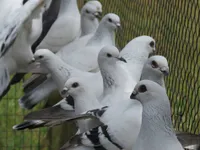 Фото Дамаскін (The Damascene)