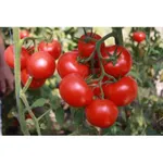 Фото Хітомакс F1 / Hitomax F1