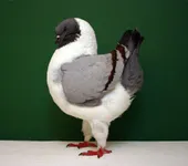 Фото Модена (Англійська)