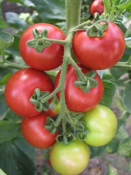 Торіно F1 / Torino F1