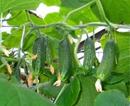 Фото Секрет фірми F1