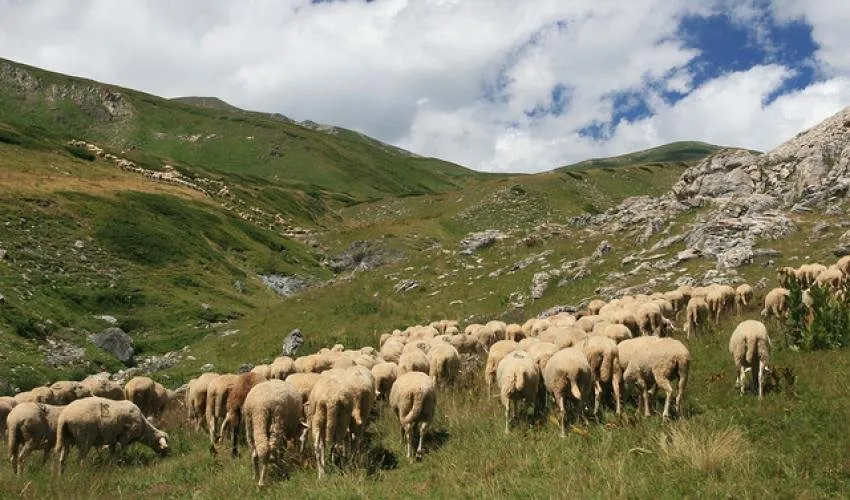 Сар Планіна (Sar Planina)