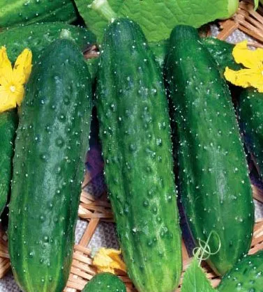 Кронос скерневицьки F1