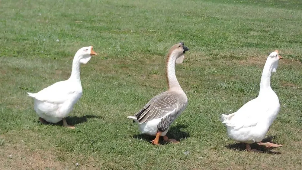 Африканська