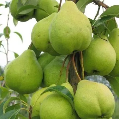 Платонівська