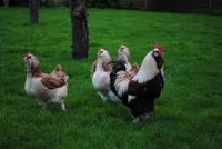 Фото Фавероль