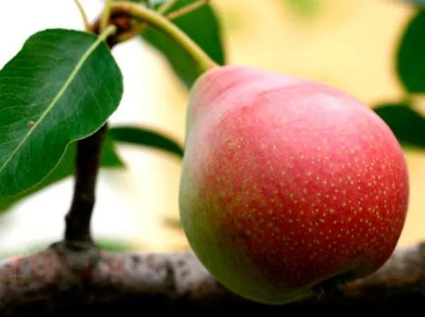 Червонобока