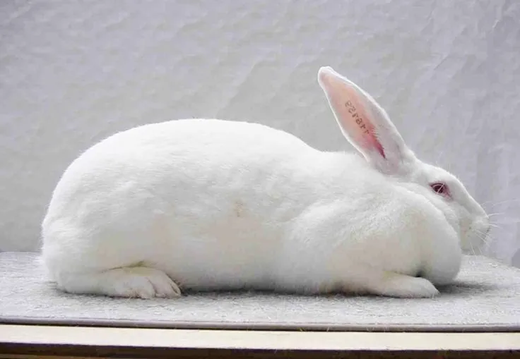 Термонський Білий (Blanc de Termonde)