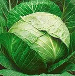 Фото Кандіса F1