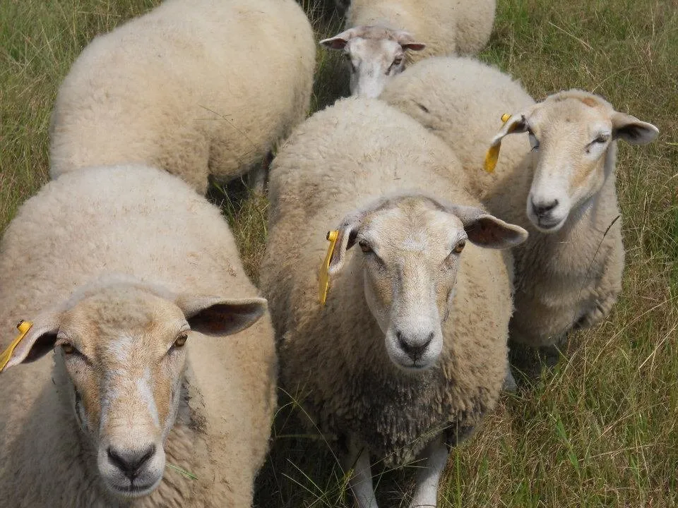 Гульф Коаст (Gulf Coast)