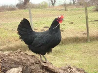 Фото Чорний Шумен