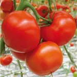 Фото Садін F1 / Sadeen F1