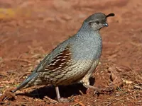 Фото Жовтогруда