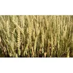 Фото НС 100/01 (NS 100/01)