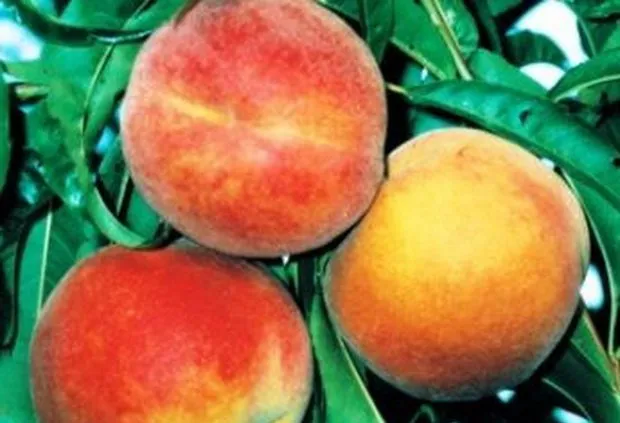 Райдужний 86