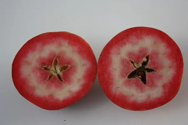 Ера | Redlove Era